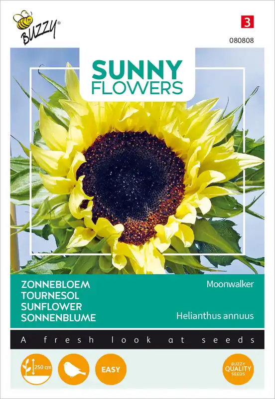 Markenprodukt Sonnenblume Moonwalker | Sonnenblumensamen von Buzzy Seeds