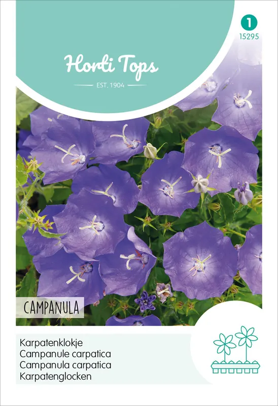Neue Ware Karpatenglocken Blau | Blumensamen von Hortitops
