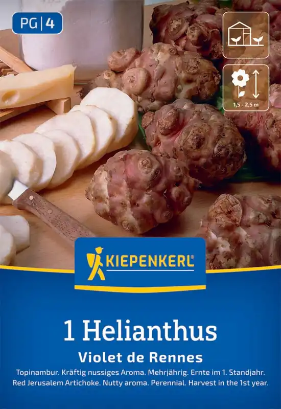 Top-Preis Rote Topinambur Violet de Rennes (1 Stück) | Wurzelware von Kiepenkerl