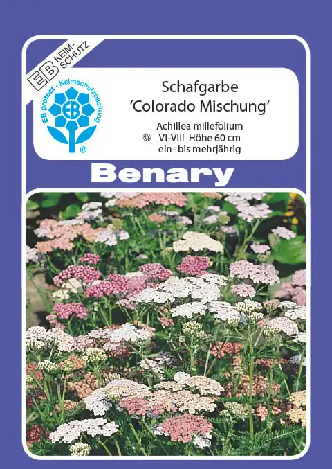 Zertifiziert Schafgarbe Colorado | Schafgarbensamen von Benary Samen