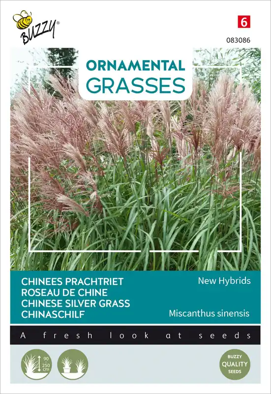 Saisonangebot Chinaschilf New Hybrids | Chinaschilfsamen von Buzzy Seeds