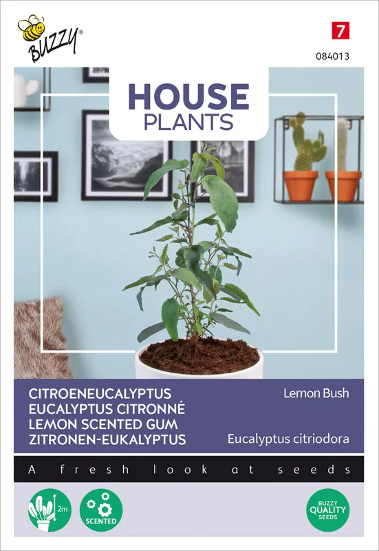 Eucalypthus Lemon Bush | Eucalypthussamen von Buzzy Seeds Solange Der Vorrat Reicht