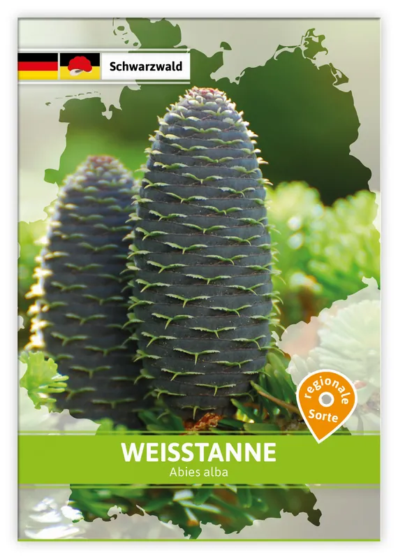 Weißtanne (Regionale Sorte Schwarzwald) | Saatgut für Werbezwecke von FLORTUS Saisonangebot