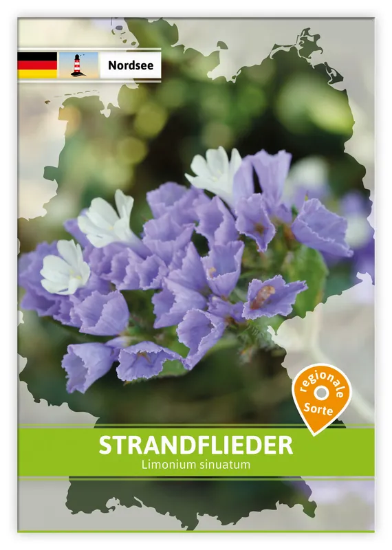Strandflieder (Regionale Sorte Nordsee) | Saatgut für Werbezwecke von FLORTUS Neue Ware
