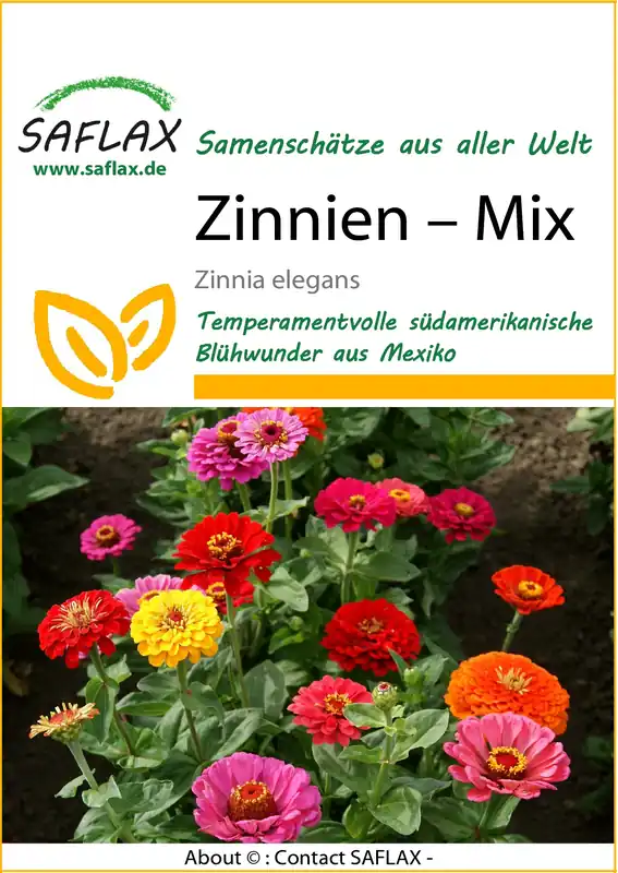 Zinnien Mix | Zinniensamen von Saflax Finale Aktion
