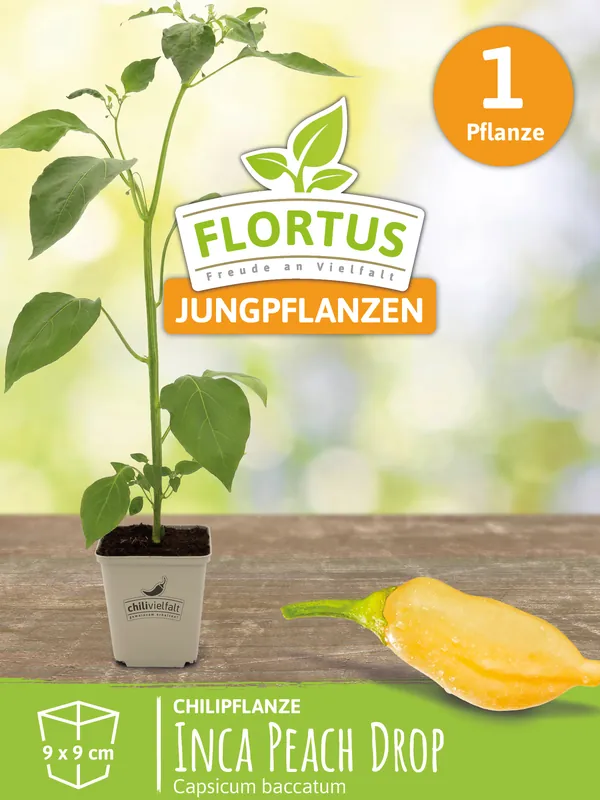 Chilipflanze Inca Peach Drop | Chilipflanzen von FLORTUS Direkt Vom Hersteller