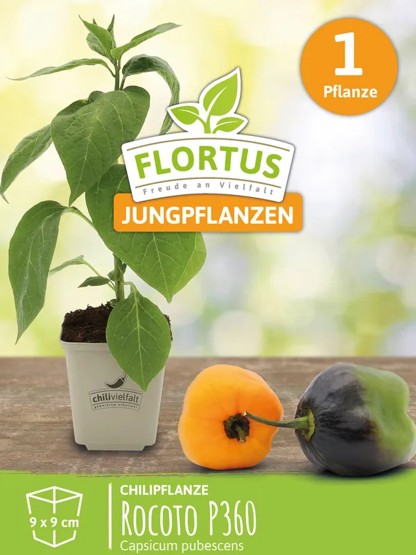 Sofort Bestellen Chilipflanze Rocoto P360 | Chilipflanzen von FLORTUS