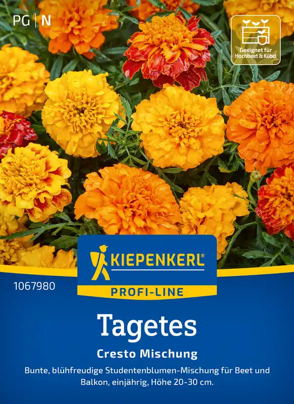 Schneller Versand Tagetes Cresto Mischung | Studentenblumensamen von Kiepenkerl