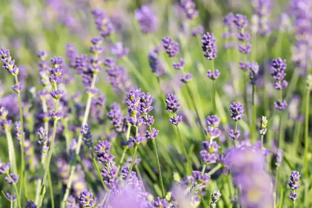 Jetzt Bestellen Bastard-Lavendel 'Grosso' • Lavandula x intermedia 'Grosso'
