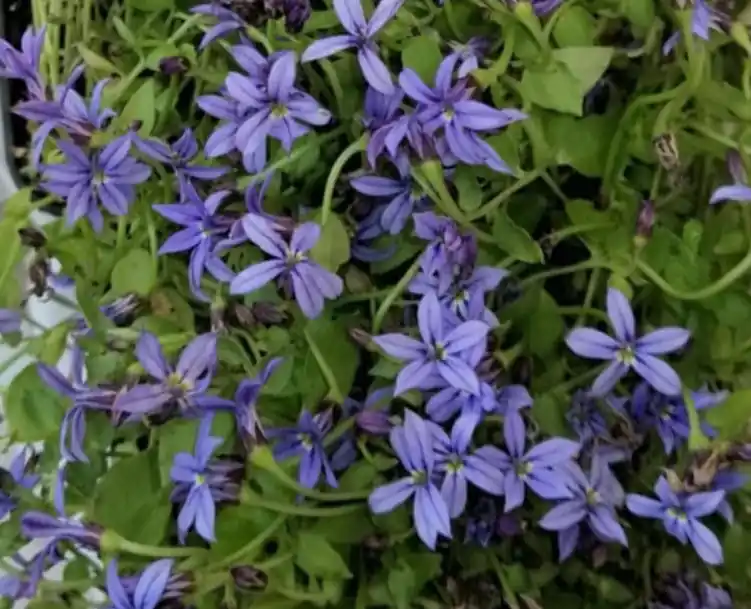 Blauer Bubikopf • Isotoma fluviatilis Angebot
