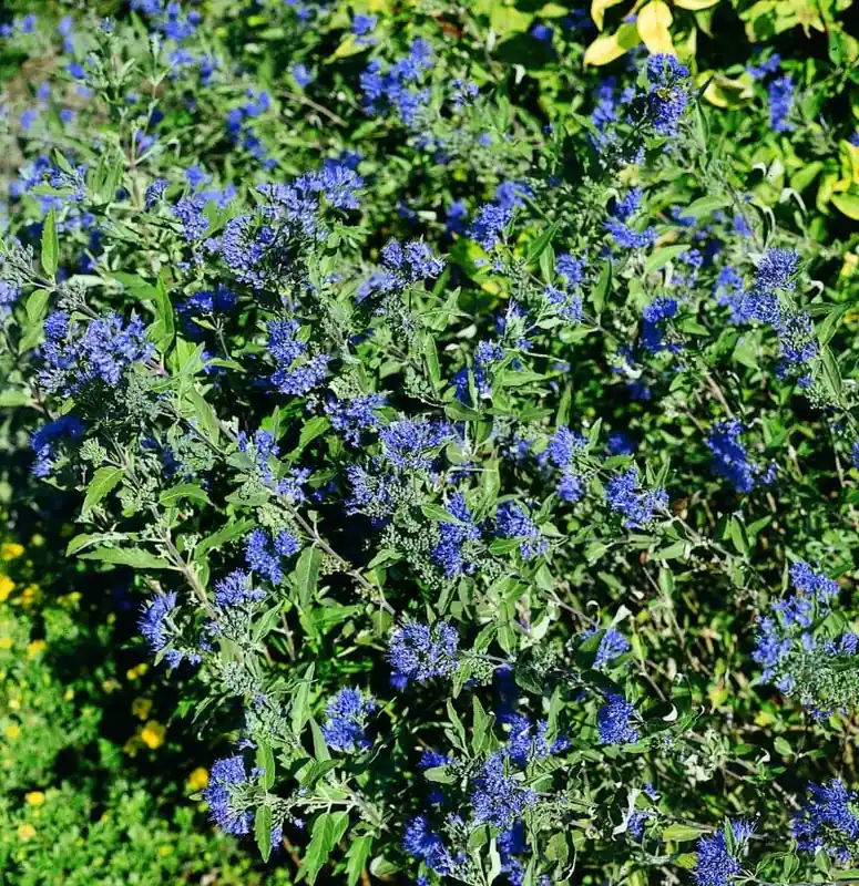 Top-Preis Bartblume 'Grand Bleu'® • Caryopteris clandonensis 'Grand Bleu'®