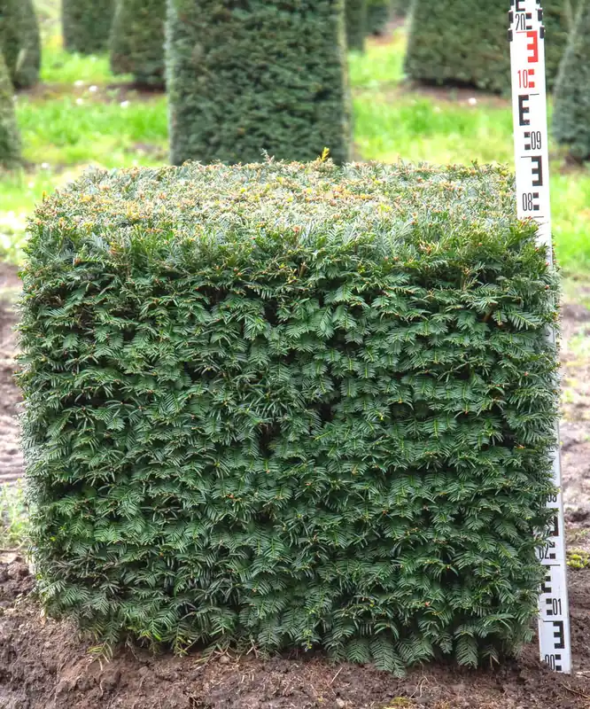 Exklusive Eibe Würfel • Taxus baccata Würfel (Exklusive von Ehren Gehölze) Schnäppchen