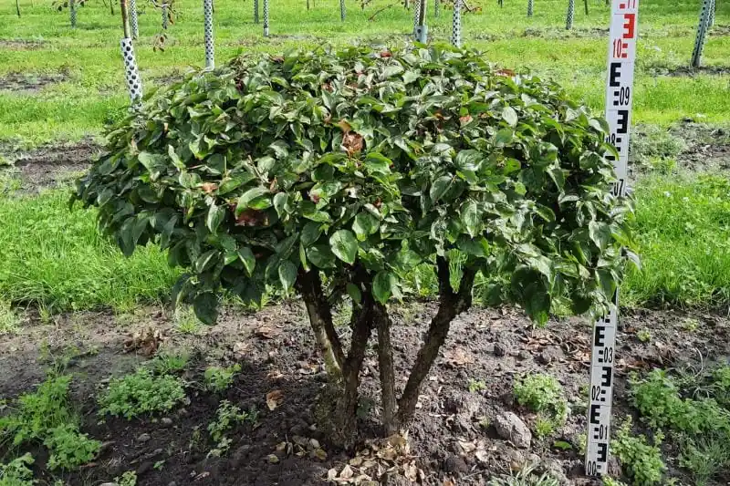 Exklusive Kornelkirsche Schirm • Cornus mas Schirm (Exklusive von Ehren Gehölze) Nur Für Kurze Zeit