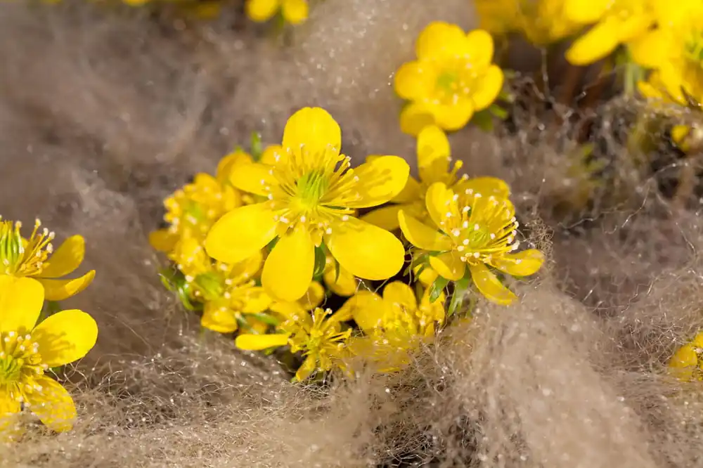 Mega-Angebot Blumenzwiebel - Eranthis cilicica 10er Packung